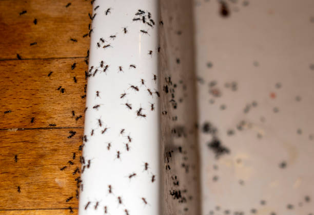 Best Best Pest Control Companies  in Atwater, MN